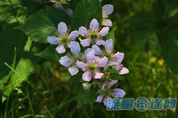 移动花卡自动注销了（移动花卡自动注销了怎么回事）1